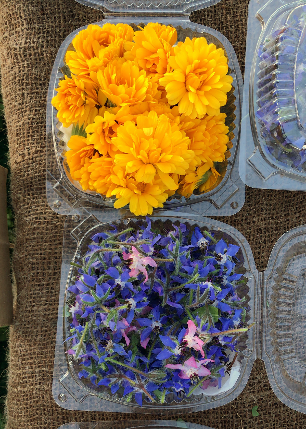 calendula and borage at farmers market