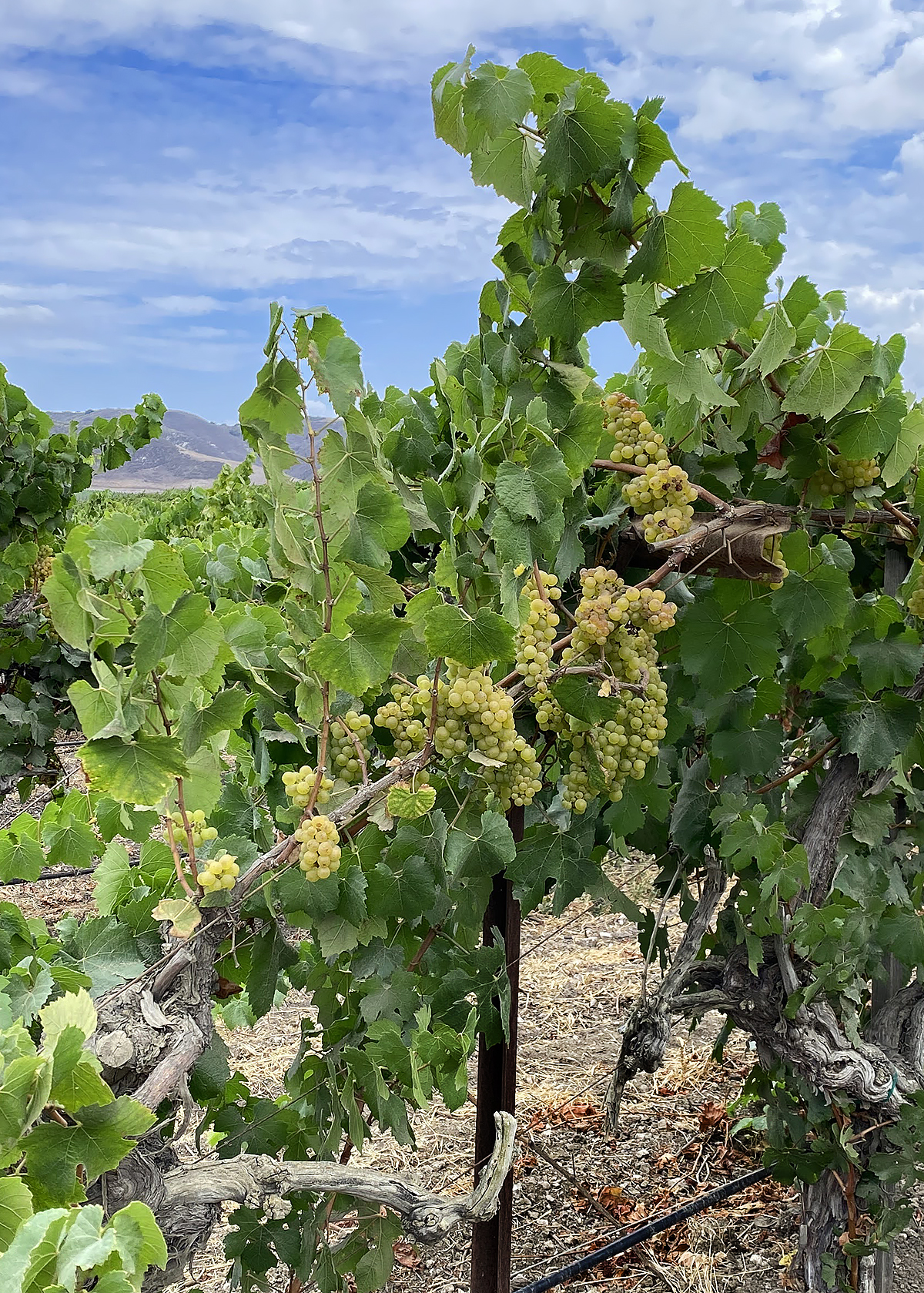chardonnay vines, la rinconada vineyard, santa barbara
