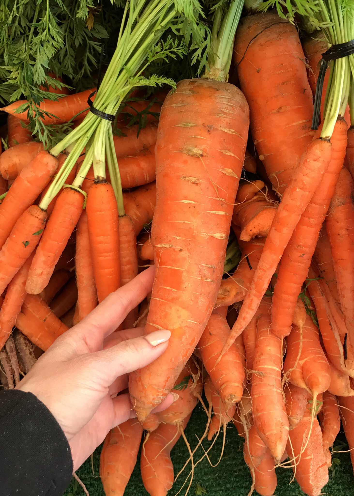 extra large carrot at farmers market