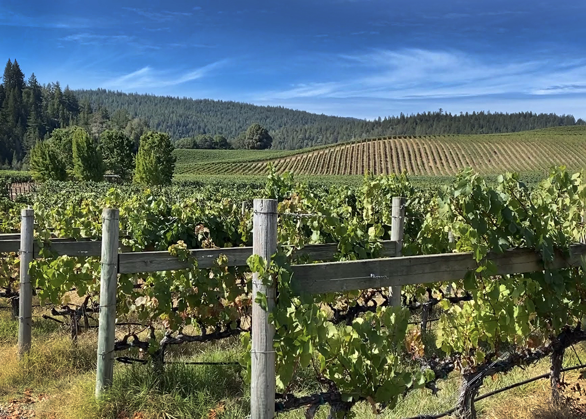 vineyard view with grape vines in foreground, sky and redwood forest in background, goldeneye winery