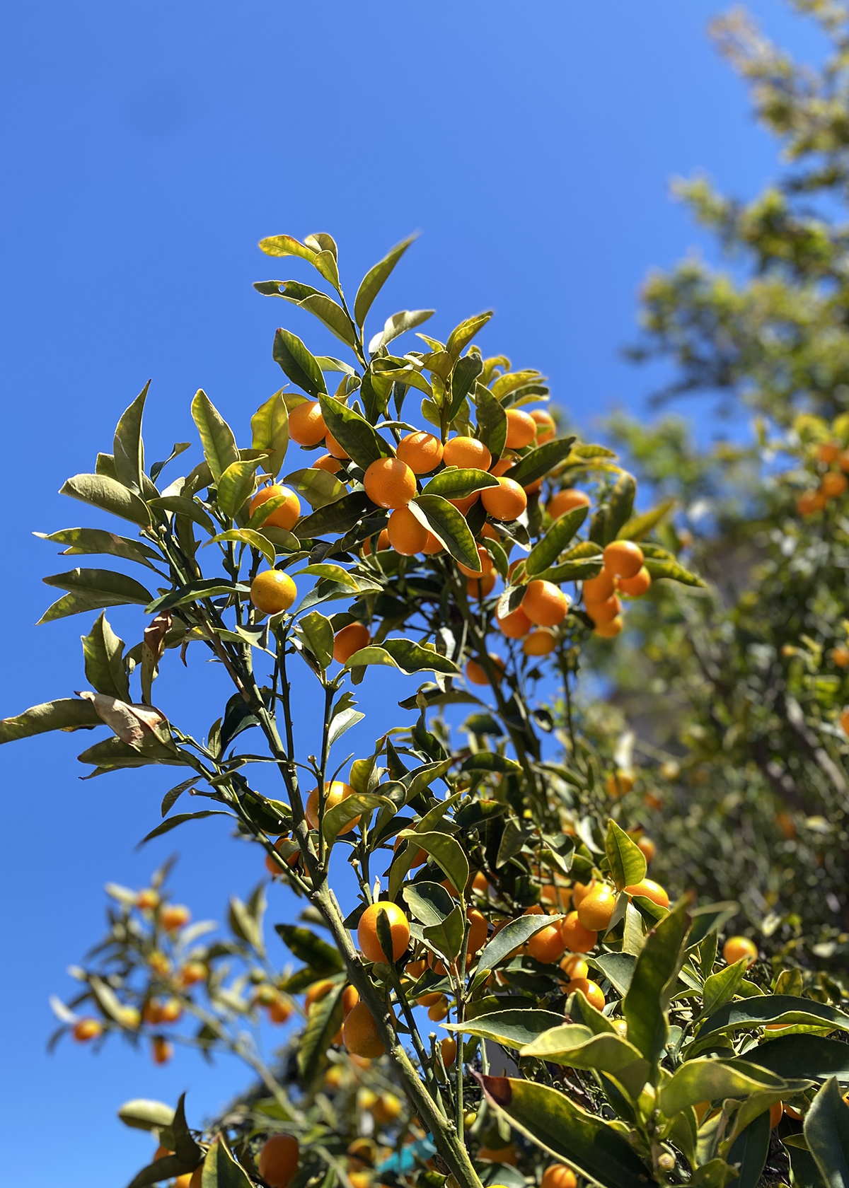 kumquats on tree