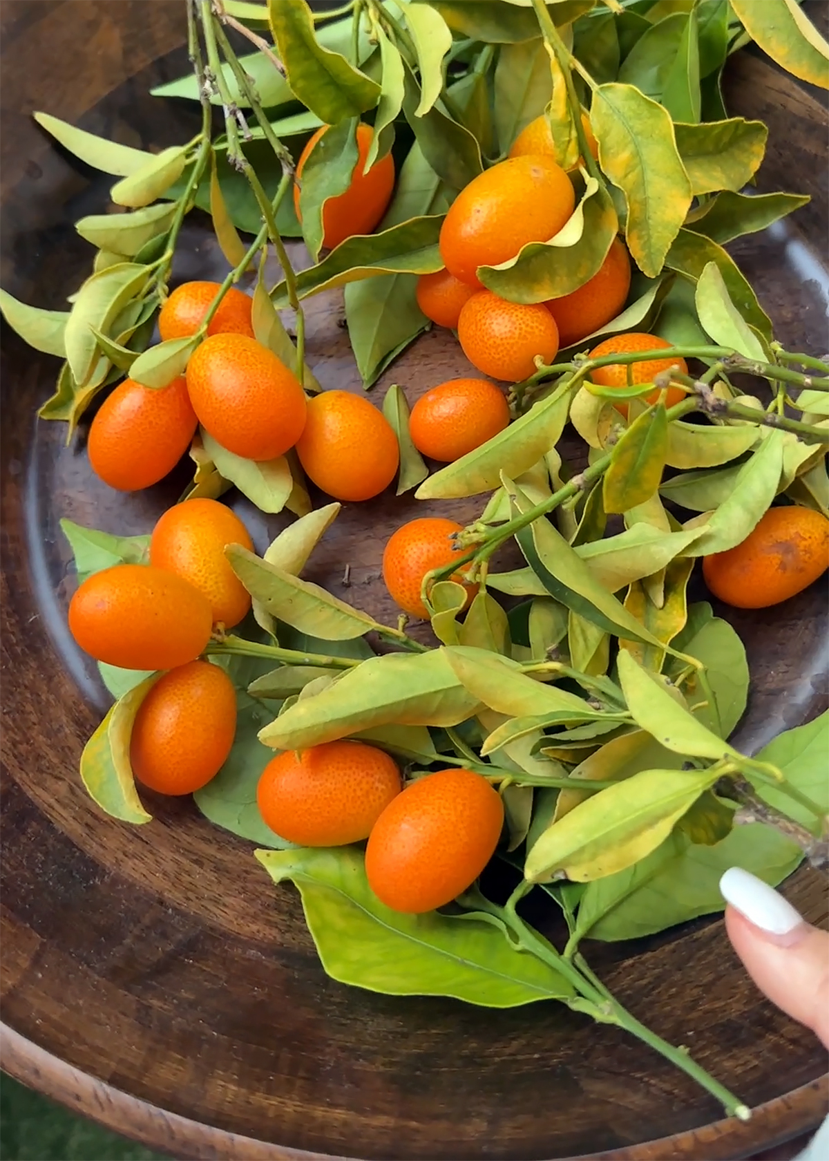 kumquats in bowl picked from tree