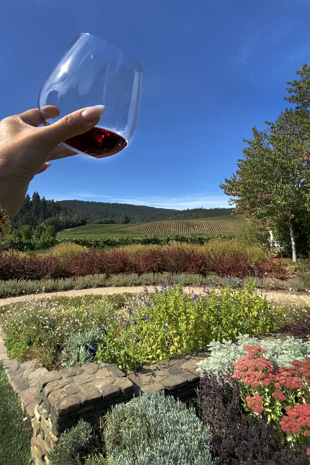 goldeneye pinot noir in stemless glass, view of vineyard, anderson valley