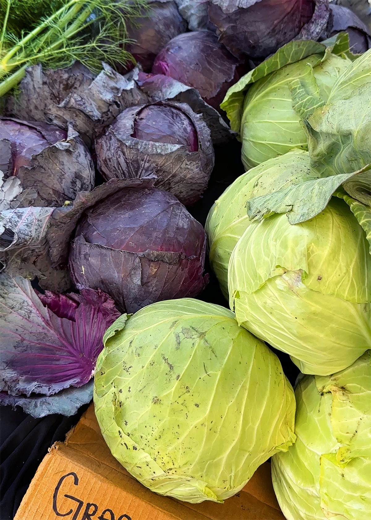 purple and green cabbages at farmers market table