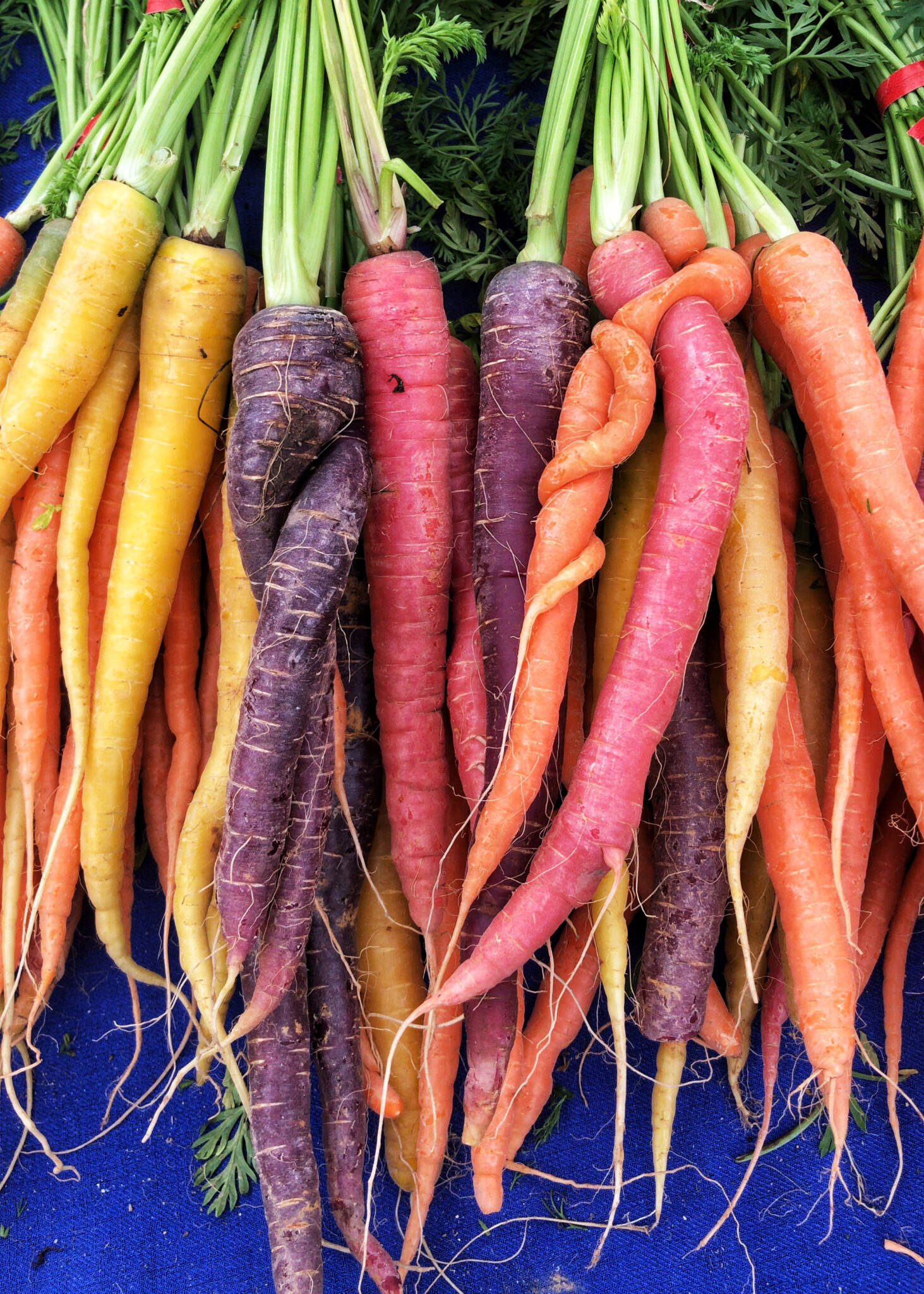 rainbow carrots bunch on farm table