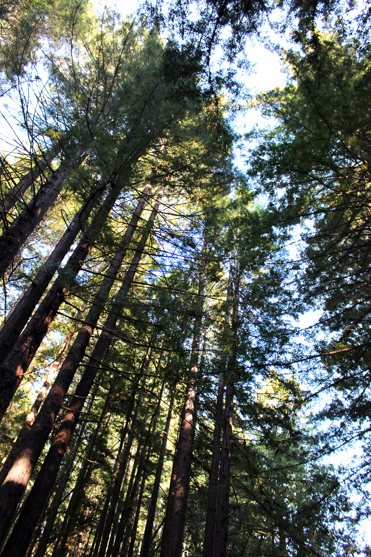 redwood trees along highway 128, anderson valley mendocino county