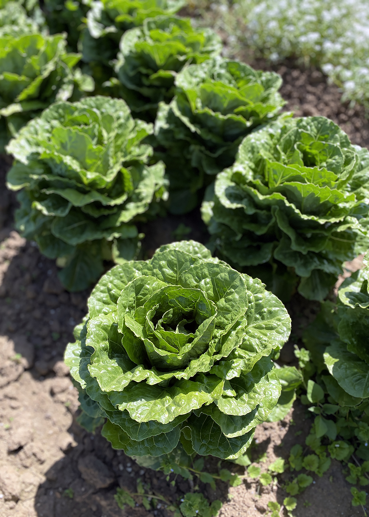 romaine lettuce in field at lakeside farms, santa cruz
