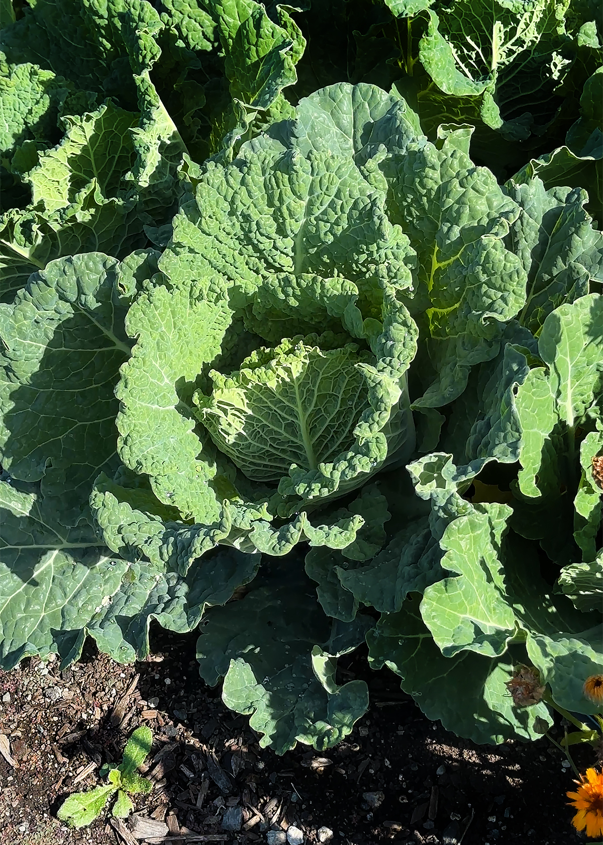 savoy cabbage in field